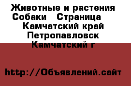 Животные и растения Собаки - Страница 2 . Камчатский край,Петропавловск-Камчатский г.